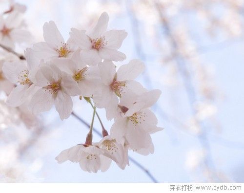 最是人间留不住,朱颜辞镜花辞树 最是人间留不住,朱颜辞镜花辞树